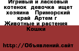 Игривый и ласковый котенок (девочка) ищет хозяина - Приморский край, Артем г. Животные и растения » Кошки   